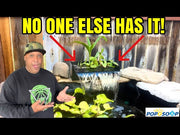 Perfect Filtration Solution for Homemade Small Pond: Poposoap Waterfall Box Filter Experience