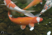 Eco-Friendly Ecosystem