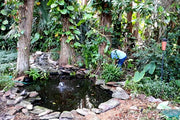 Wildlife Pond