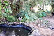 Natural Water Purification