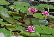 Duckweed, Elodea (oxygen supply)