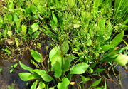Duckweed, Elodea (oxygen supply)
