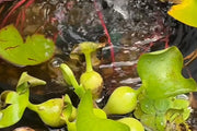 It is recommended to plant butterfly-attracting plants (such as sage and verbena).