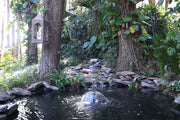 In autumn, fallen leaves should be regularly removed to prevent eutrophication of water bodies.