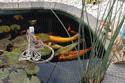 Reserve undisturbed corners for animals to inhabit.In summer, water levels evaporate quickly. Regularly replenish water to prevent fish from lacking oxygen.
