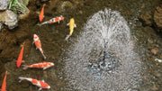 Koi Ponds