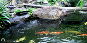 What is a Koi Pond?
