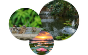 Poposoap Garden Pond Products